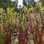Pletená vŕba americká (Salix) - výška 110-130 cm, kont. C5L